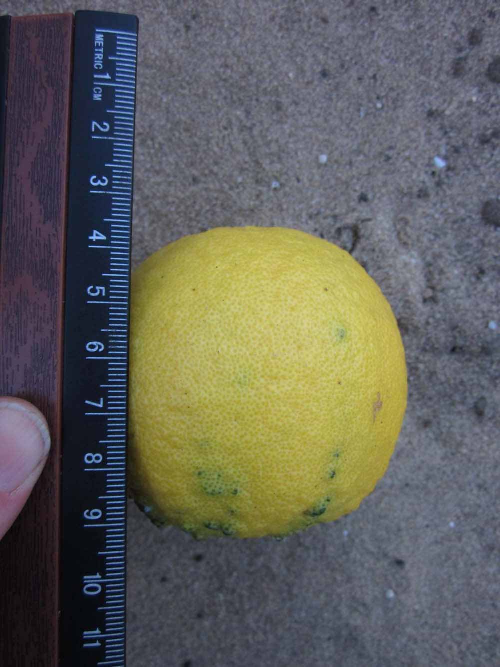            Fruit (Winter Haven, FL)   